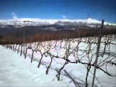 Our vineyards in winter