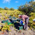Harvest with us. Pruning, Harvest, Vine and Vineyards Nestares Rinconn :: © Bodegas Nestares Rincon