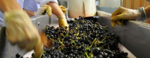Selección Manual de las uvas para nuestros vinos :: © Bodegas Nestares Rincón, Alpujárride
