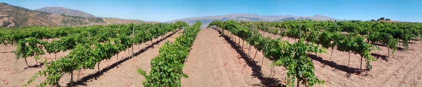 Viñas en verano en Torvizcón :: Merlot, Syrah, Tempranillo y Petit Verdot :: © Bodegas Nestares Rincón, Alpujárride.