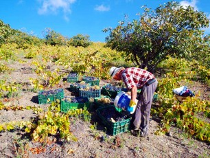 Vendimia con nosotros.