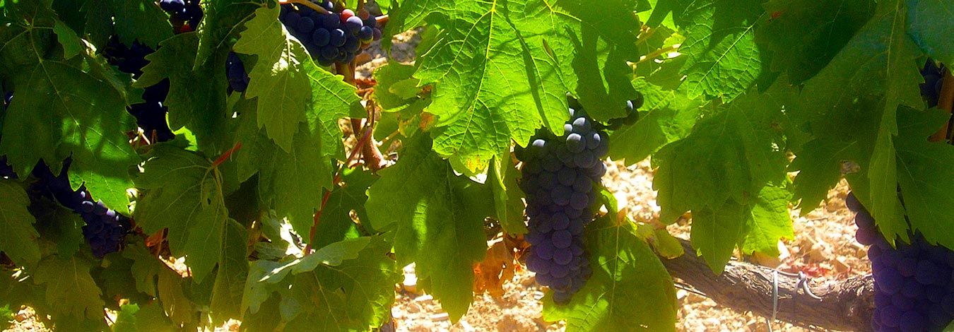 Detalle de una Vid :: © Bodegas Nestares Rincón