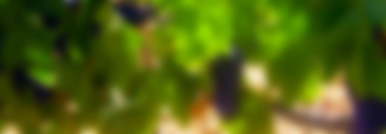Detalle de una Vid, desenfocada :: © Bodegas Nestares Rincón